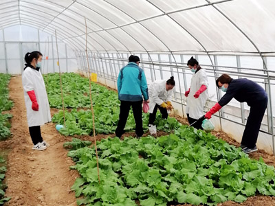 氨基酸系列肥料試驗