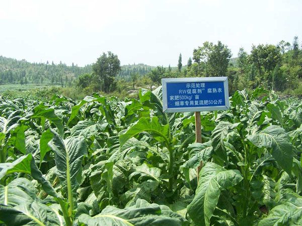 四川煙草示范田