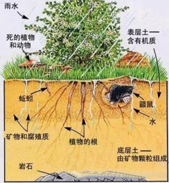 你知道有機肥有哪些作用嗎？