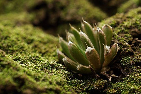 多肉植物施什么肥好，種植過程中需要注意哪些？