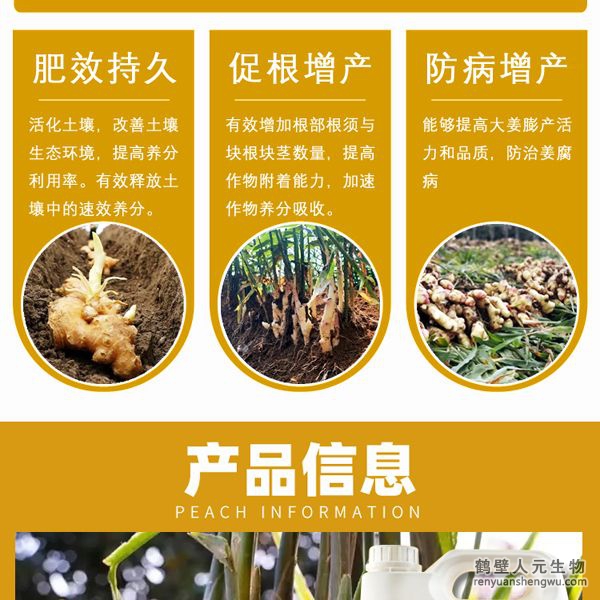 增強大姜營養(yǎng)免疫殺菌力，根系發(fā)達、植株粗壯，控制瘋長，防止凍害，增加塊根塊莖數(shù)，提高葉綠素含量，增強光合作用，腋芽不斷分生可發(fā)生多次，次生根莖，從生密集成塊狀，