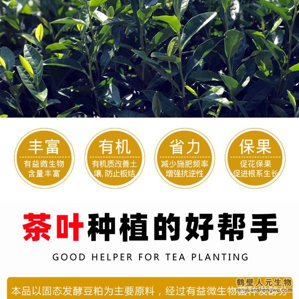 施用后迅速打破茶葉休眠，誘發(fā)茶樹酶系活力在早春低溫情況下新芽快速萌發(fā)，新梢發(fā)芽密度高從而提高樹自身生理、生化能力，促進茶樹促進茶樹根系發(fā)達和植株健壯，能提高茶樹光合速率和抗逆性；