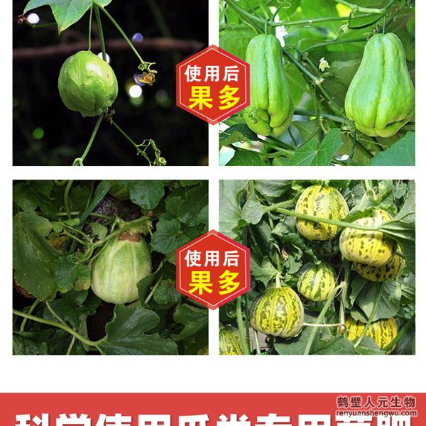 多氨豆粕菌肥系列瓜類專用肥使用效果圖3