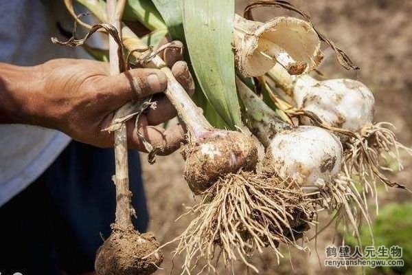 大蒜的種植方法